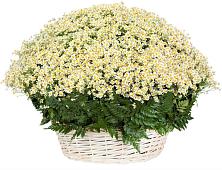 Цветочная композиция из Ромашки в корзине #REPLACE_PRED# Деденево